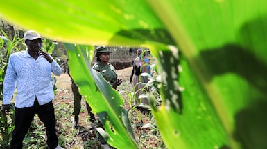 Artificial intelligence is primed to play a key role in helping Africa's farmers boost productivity. EPA