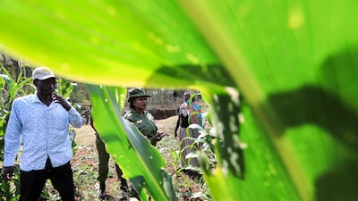 Artificial intelligence is primed to play a key role in helping Africa's farmers boost productivity. EPA