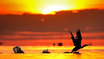 Countries seal critical $200 billion deal to save nature at Cop16 in Rome. AP Photo