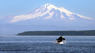 An orca breaches in view of Mount Baker in the San Juan Islands. AP Photo