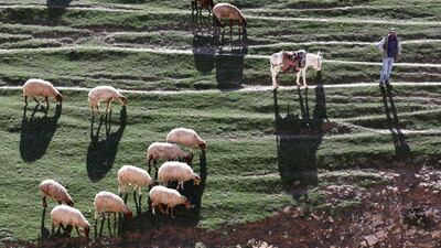 A Palestinian shepherd herds his flock in the West Bank. EPA