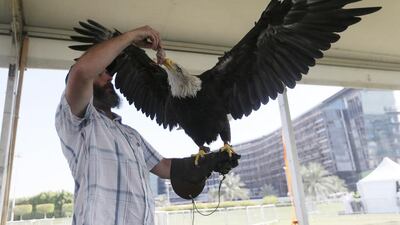Bird trainer Ben McAllister feeds a quail to Joey, a bald eagle.