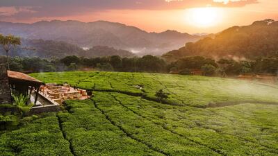 AUGUST: Head south of the equator to Rwanda where the dry season is in full swing, meaning only one thing: epic gorilla-trekking experiences. Head west to the recently opened One&Only Nyungwe House in the heart of the African rainforest, where chimpanzee and colobus monkey experiences await. Courtesy Nyungwe House