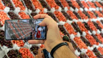 A man takes a picture of cherries with his cell phone during Cherry Day in the village of Hammana, southeast of Beirut, Lebanon. EPA