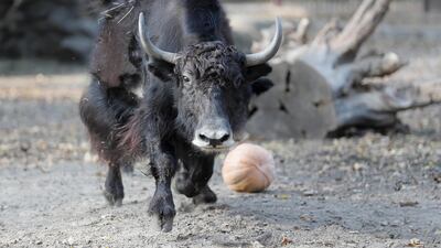 Domestic Yak reacts as Zoo workers try to feed it pumpkin in the central Zoo in Kiev, Ukraine. Zoo administration organized the surprise meal for animals as a part of Halloween celebrations. EPA
