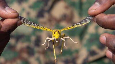 A Uganda People's Defence Force soldier holds up a desert locust in Katakwi, Uganda. Getty Images