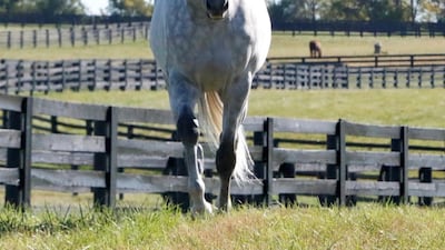 Queen Elizabeth was hosted by Lane’s End on her visit to the Bluegrass state in 1984 upon the inauguration of the race named in her honour, the Queen Elizabeth II Challenge Cup. Photo: Lane's End