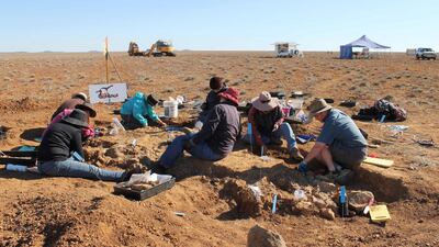 A second specimen was also discovered at Eromanga. Although it was larger, its bones were more fragmented and difficult to study. Eromanga Natural History Museum / AFP