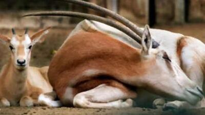 A month-old scimitar-horned oryx sits next to an adult female. The species is extinct from the wild, but a herd of 4,000 lives on Sir Bani Yas Island.