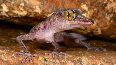 The critically endangered Emirati Leaf-toed Gecko (Asaccus caudivolvulus) is the only species of herpetofauna that is endemic to the UAE. Photo by Johannes Els.