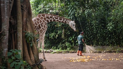 A curious giraffe watches a groundsman at work at Bandung Zoo in West Java. AFP