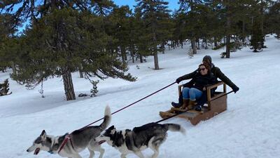 An Australian entrepreneur has launched dog-sledding on the Mediterranean island of Cyprus. Courtesy Ali Rhind