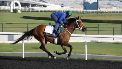 Igugu in training at Meydan racecourse in Dubai. Mike de Kock's horse is being primed for another tilt at the World Cup Carnival this season. Courtesy of Dubai Racing Club