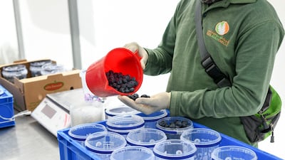 A worker packages up blueberries grown in Al Foah farm in Al Ain. The UAE has begun significantly scaling up local food production in light of the pandemic. Khushnum Bhandari / The National
