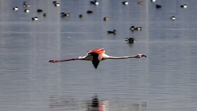 A flamingo flies over the Sijoumi mudflat on the southern outskirts of Tunisia's capital Tunis. AFP