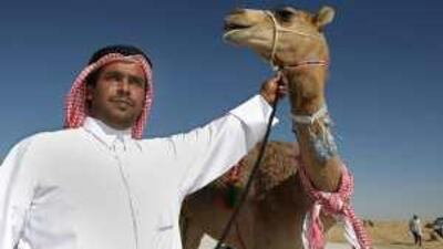 Hassan bin Edghan al Nuaimi proudly holds Ruwayda, the winner of a beauty pageant on at the Al Dhafra Camel Festival, which kicked off on January 30, 2010. Jaime Puebla / The National
