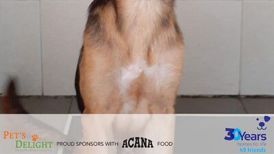 NAME: Shaw. SEX: Male. DATE OF BIRTH: 03.12.2019. SIZE (when fully grown): Medium. BREED: Mix. INFO: Shaw was born and raised at an equestrian centre and arrived at K9 Friends with eight siblings. He is a well socialised, energetic pup and good with other dogs. For more information on adoption, call the office on 04 887 8739 Saturday, Tuesday, or Thursday 9am-1pm.