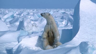 The National Petroleum Reserve in Alaska is an ecologically important region for grizzly and polar bears, caribou and hundreds of thousands of migratory birds. AFP