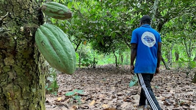 No 2 cocoa grower Ghana has warned that buyers should be ready to pay more because of the investment needed to set up systems tracking beans back to farms. Reuters