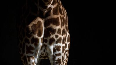 A close-up of a giraffe.