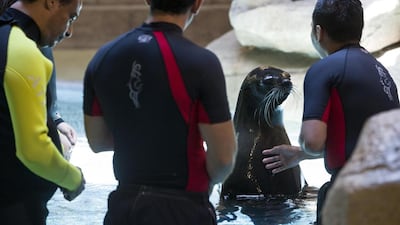 Although certain types of sea lion can be aggressive in the wild, the Fur Seals owned by the hotel are not at all hostile to humans, although they sometimes act rough with other sea lions, said Andreas Avila, an assistant manager for marine mammal operations.