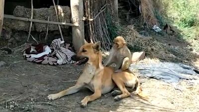 It is a dog and it is a monkey. Reuters