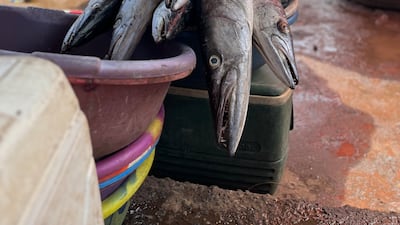 Fresh barracuda caught hours earlier are prepared for sale at Tombo market. Nick Webster / The National
