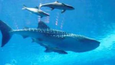Environmentalists have called on the managers of the massive new marine-themed resort to release the whale shark they are holding inside a giant fish tank.