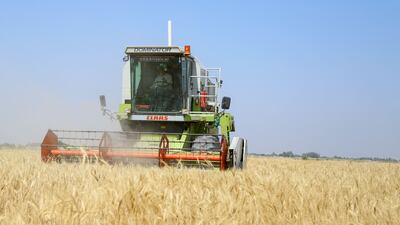 A farmer harvests wheat with a combine at a farm near Jaliha village in Iraq's Diwaniya province. AFP
