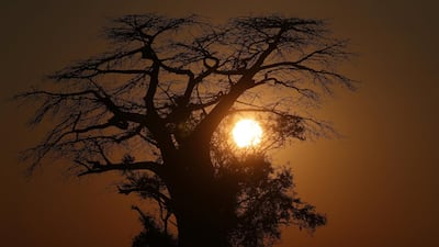 The sun rises behind a Baobab tree in the Okavango Delta, Botswana Reuters