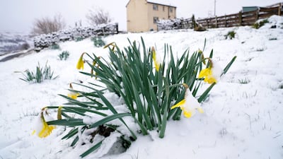 Daffodil blooms in the snow near Stanhope, in Northumberland. More snow, hail, and ice is expected in parts of England and Scotland in a sharp change of weather from last week. PA