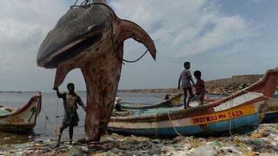 An Indian man stands with a whale shark that washed ashore and was lifted out by a crane for inspection by officials at Kasimedu fishing harbour in Chennai. AFP