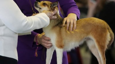 A judge examines Pikku, a Norwegian Lundehund breed, during the Best of Breed event at the Westminster Kennel Club dog show on Monday, Feb. 11, 2019, in New York. Photo: AP