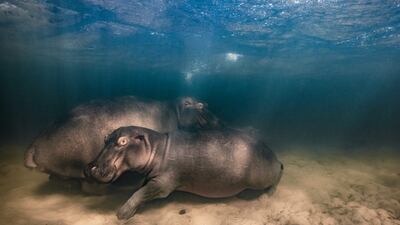 'Hippo nursery', a hippopotamus and her two offspring resting in the shallow lake at Kosi Bay, iSimangaliso Wetland Park, South Africa, by Mike Korostelev, has won the Underwater award. Mike Korostelev / Wildlife Photographer of the Year / PA