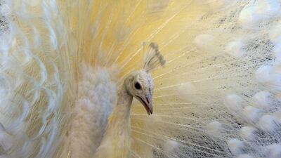 A peacock spreads its feathers at Hysni Rexha's farm in Gjakova, Kosovo. REUTERS