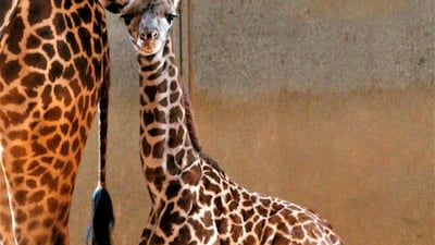 Phoenix Zoo shows their newest addition, a nearly 6-foot tall giraffe, as yet unnamed, that was born at the zoo to a pair of Masai giraffes on March 22. AP