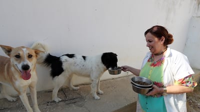 Veterinarian Raoudha Mansour feeds dogs