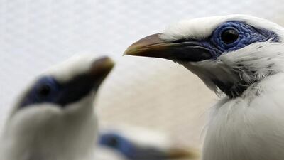 Bali mynahs are a critically endangered species. Yuriko Nakao / Reuters
