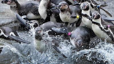 Humboldt penguins dive into the water in the zoo in Frankfurt, Germany. AP Photo