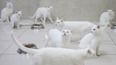 How many cats is too many for a tenant? It's a tricky question. Chris McGrath/Getty