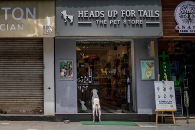 A dog looks into a pet store in a deserted market in New Delhi on Saturday. More than 200,000 new infections were detected in India within a 24 hour period. AP Photo
