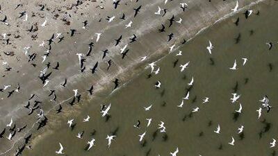 Flocks of birds off the shores of Louisiana. Sean Gardner / Reuters