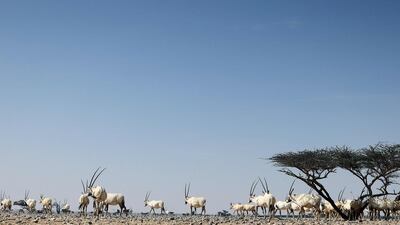 The Arabian oryx can be found in Israel, Saudi Arabia and Oman. AFP