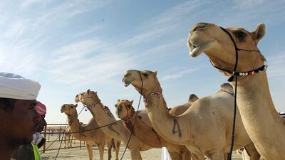 The camel milk competition starts off the 10th Al Dhafra Festival in the Western Region, where great prestige and a Dh1m prize pot are up for grabs. Prizes worth Dh35m are on offer across the event. Photo courtesy Cultural Programmes and Heritage Festivals Committee-Abu Dhabi