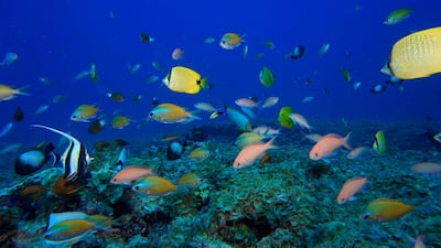 Fish swim in a reef at Pearl and Hermes Atoll in the Northwestern Hawaiian Islands. NOAA via AP