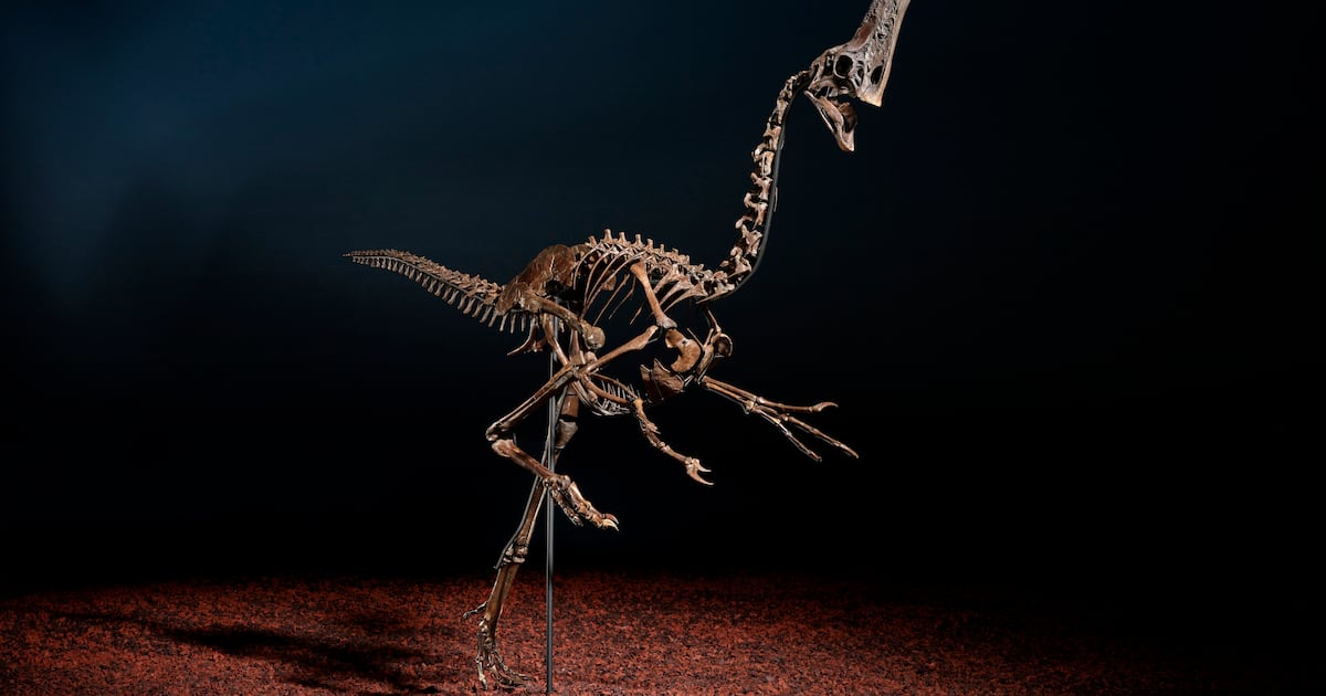 Sie kennen Stan, jetzt können Sie Spike besitzen: Dinosaurierskelett wird ...