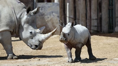 Salam, a southern white rhino calf born at Dubai Safari Park on March 1, with his mother Olive. Chris Whiteoak / The National