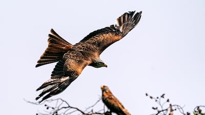 A red kite flies during a bird show at the Tripsdrill wildlife park near Cleebronn, Germany. EPA