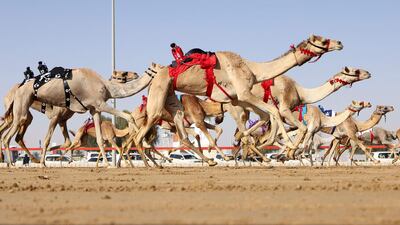 Dubai’s biggest camel race track is located next to Al Marmoom Heritage Village and the Al Lisaili area. AFP