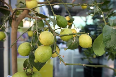 Lemons are even a staple in Arabic cuisine. Pawan Singh / The National